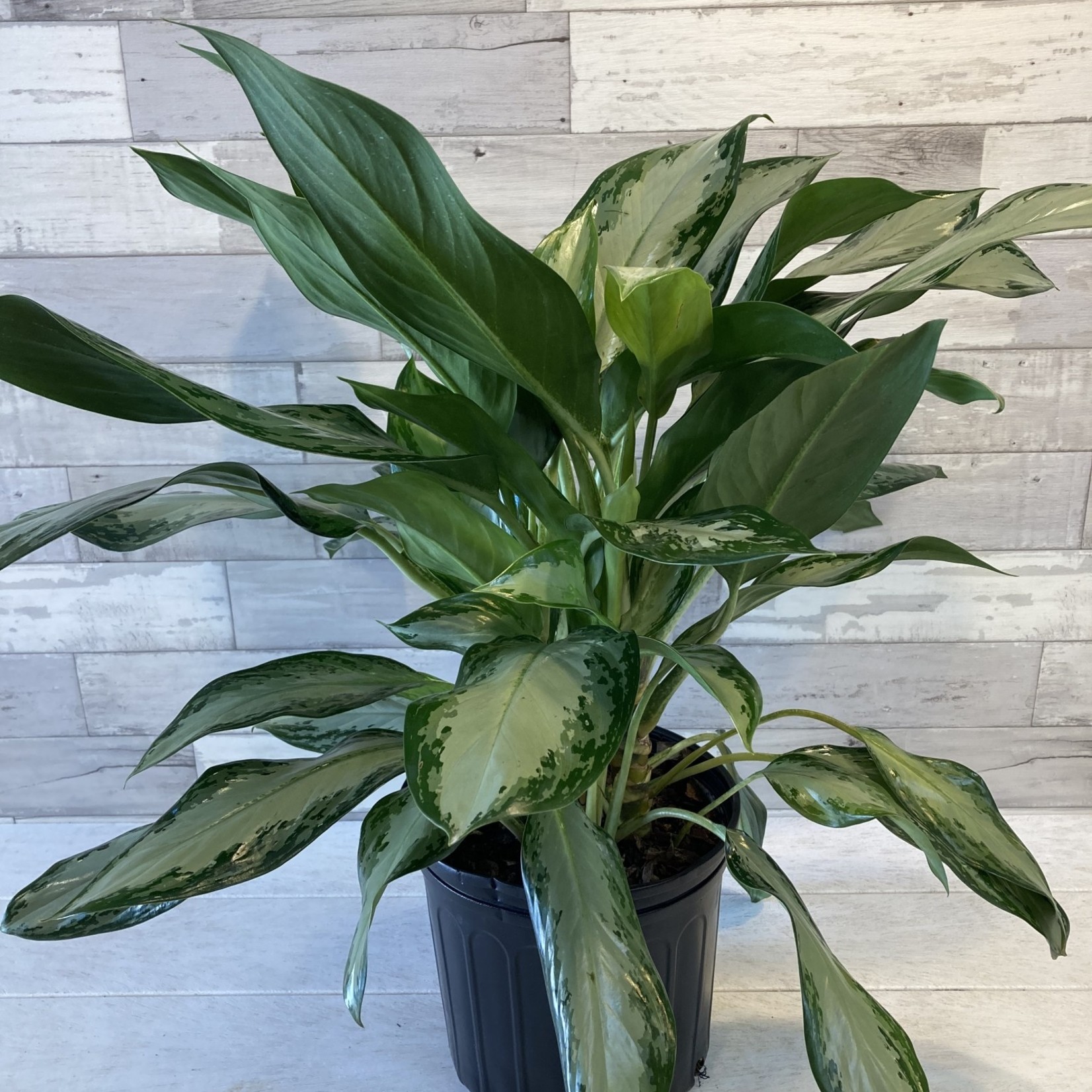 Aglaonema Emerald Bay 10"