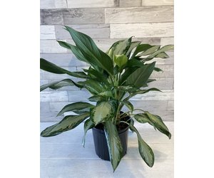 indoor stick plant Euphorbia Tirucalli 'Firesticks'  Succulent Factory India