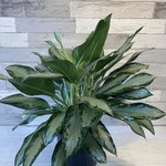 10" Aglaonema Silver Bay