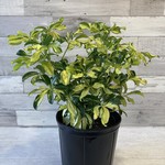 Arboricola Trinette Bush 10"