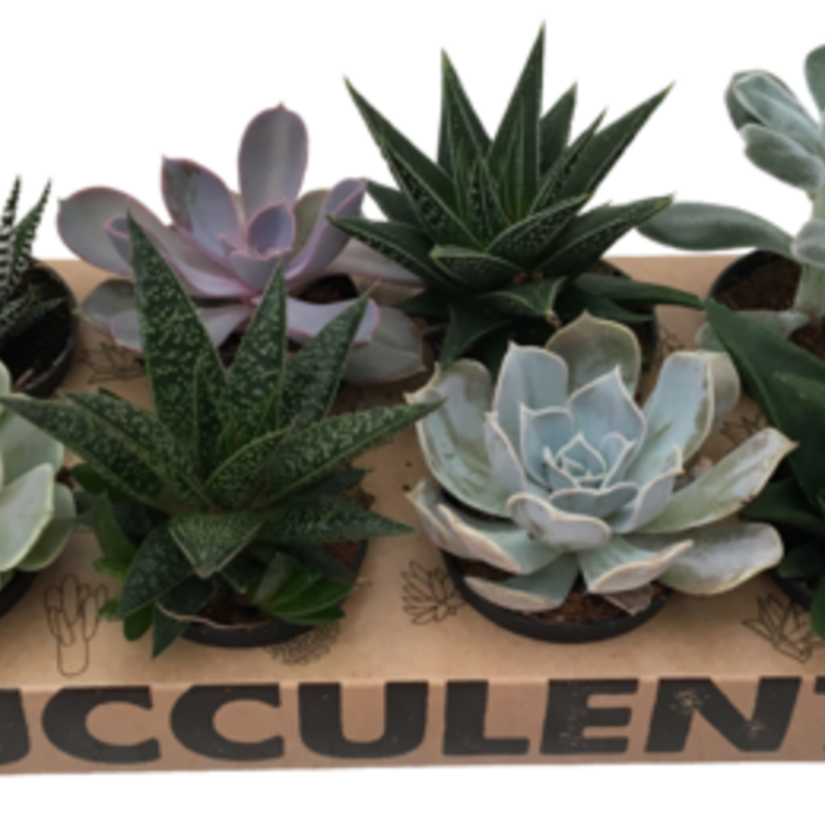 2.5" Succulents