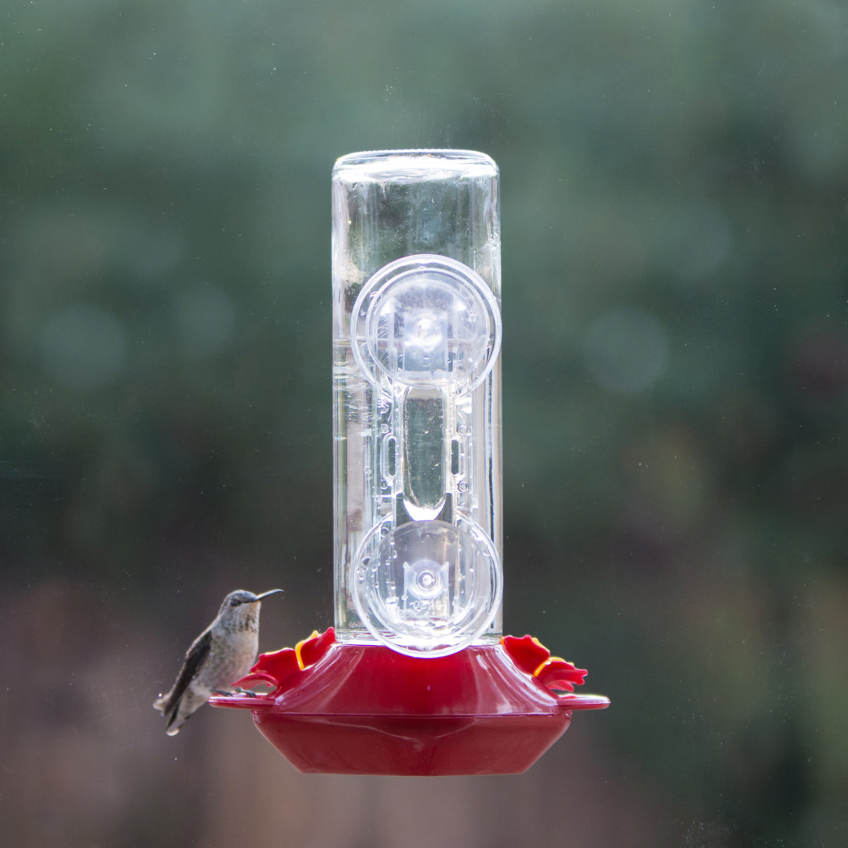 Perky-Pet Hummingbird Glass Window Mount Feeder 14Oz