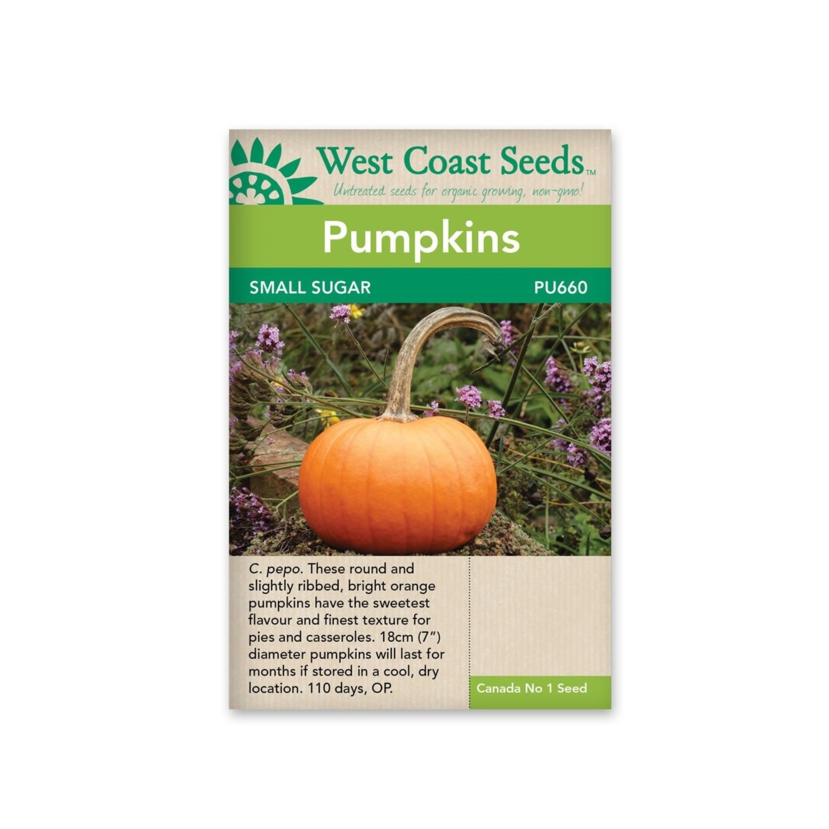 West Coast Seeds Pumpkins - Small Sugar