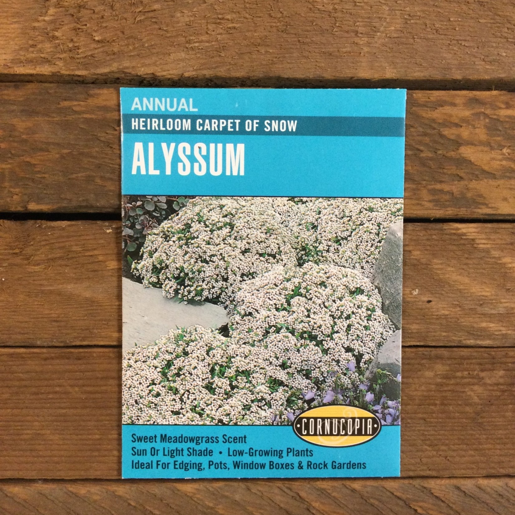 Cornucopia Alyssum Carpet of Snow