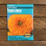 Cornucopia Sunflower - Sunflower Giant Sungold