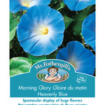 Mr. Fothergill's MORNING GLORY Heavenly Blue