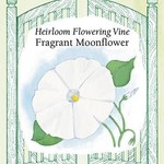 Renee's Moonflower - Scented Vine Moonflower