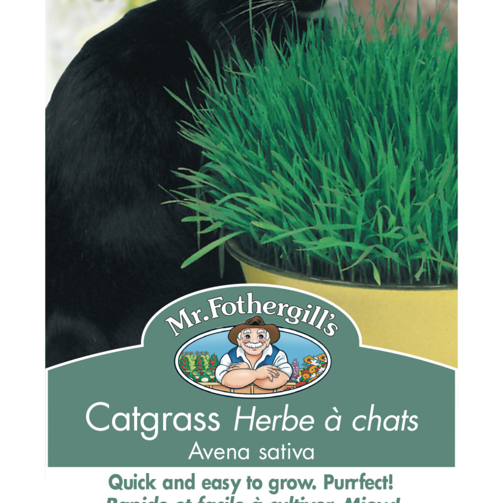 Mr. Fothergill's CAT GRASS (Avena sativa)