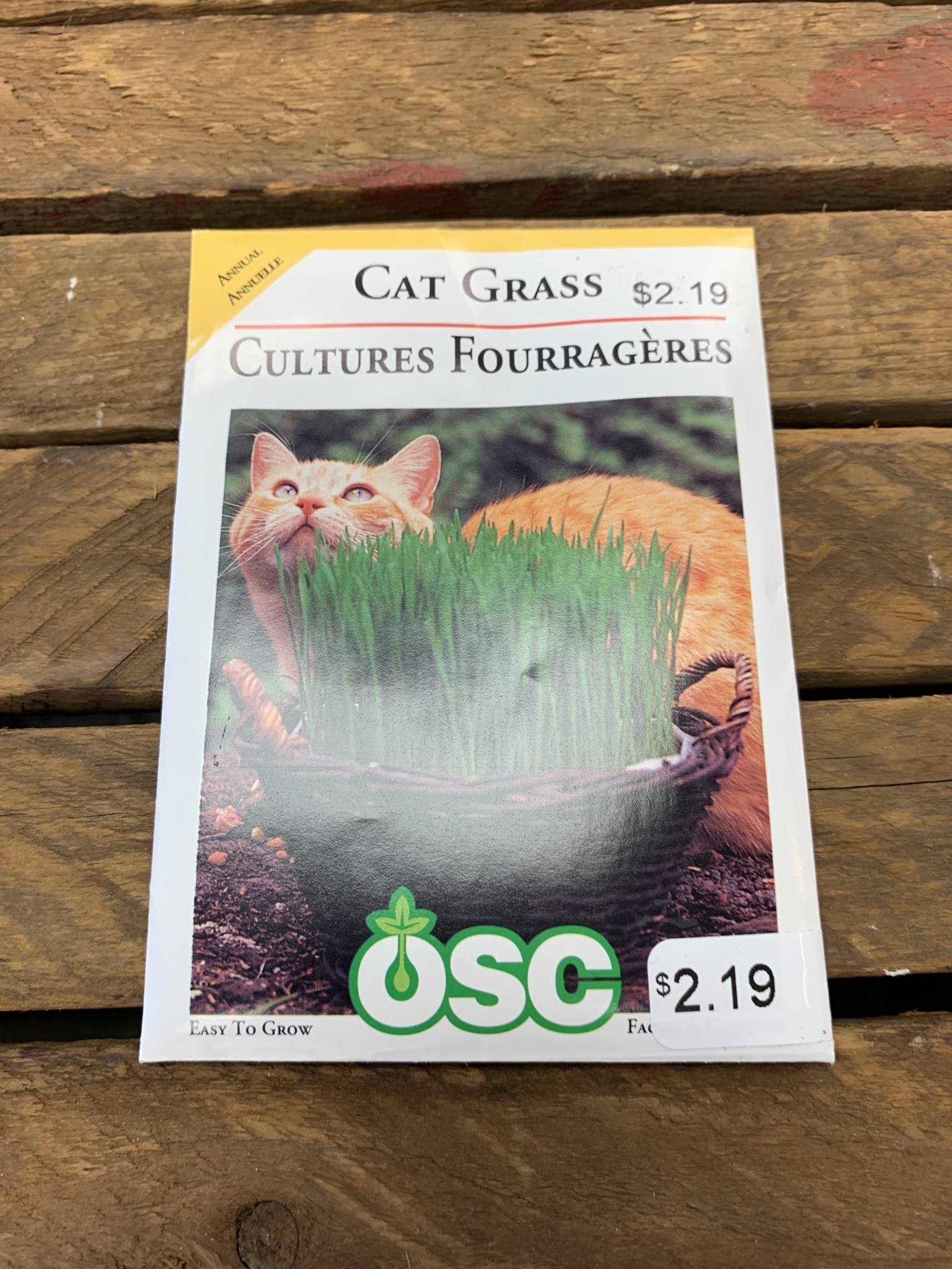 OSC Seeds Cat Grass Seeds Klomps Home and Garden