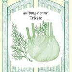 Fennel - Fennel Trieste Bulbing