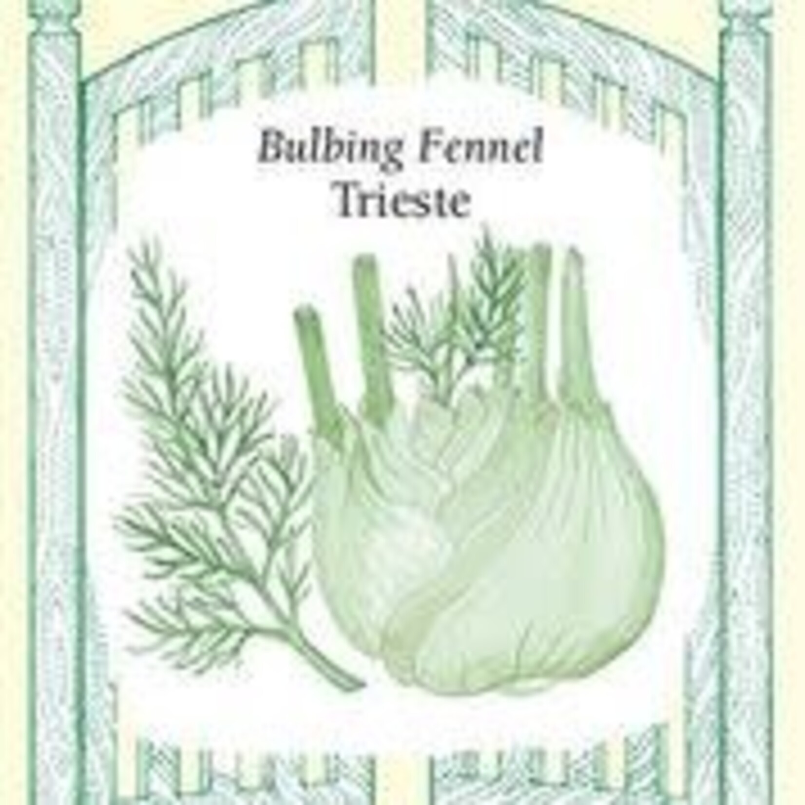 Fennel - Fennel Trieste Bulbing