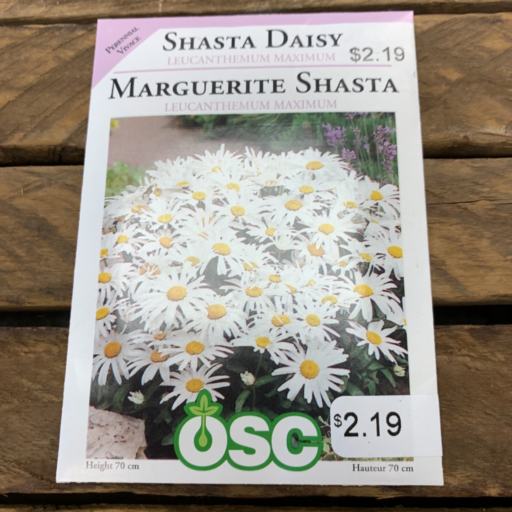 OSC Seeds Shasta Daisy 'Leucanthemum Maximum seeds