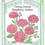 Renee's Zinnia - Zinnia Raspberry Sorbet