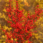 Winterberry 'Berry Heavy' 2G