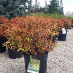 Spirea Goldflame 2 Gal