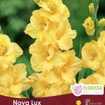Van Noort Dutch Gladiolus - Nova Lux 8/Pkg Jumbo