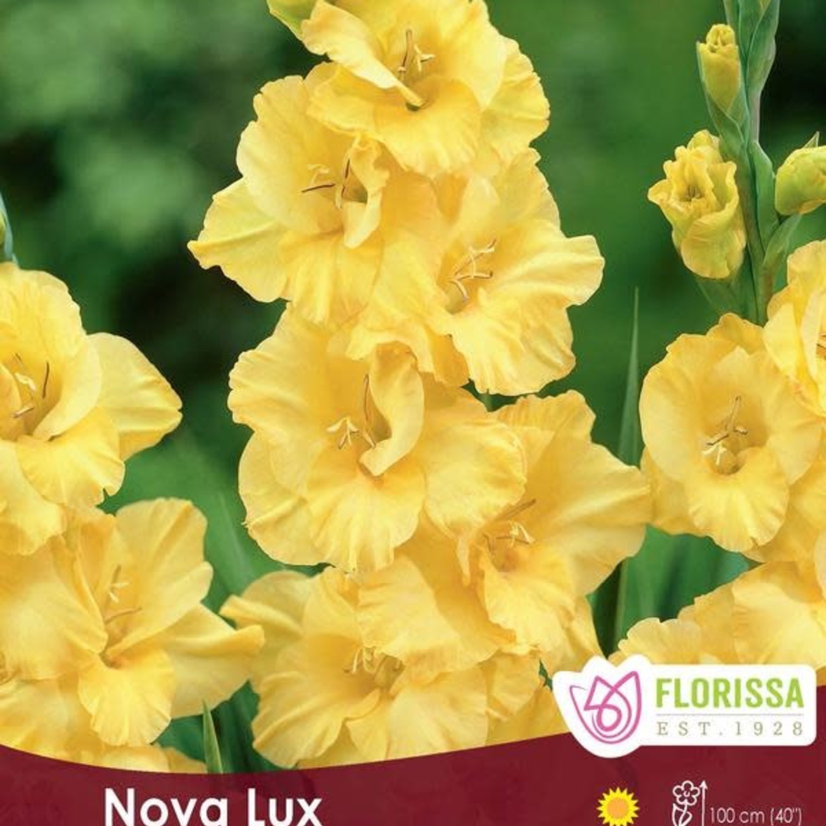 Van Noort Dutch Gladiolus - Nova Lux 8/Pkg Jumbo