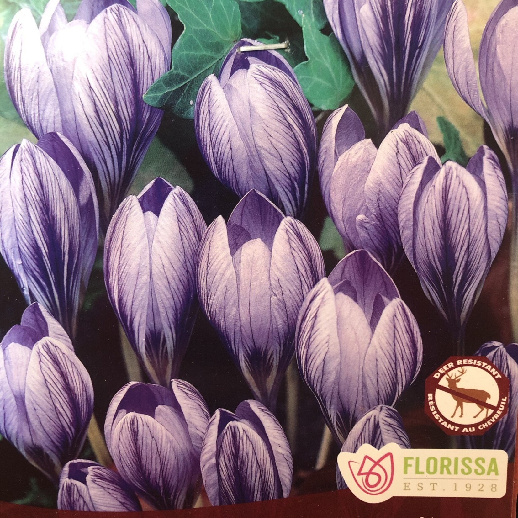 Van Noort Crocus Fall Bulbs Cartwrightianus 5/Pkg