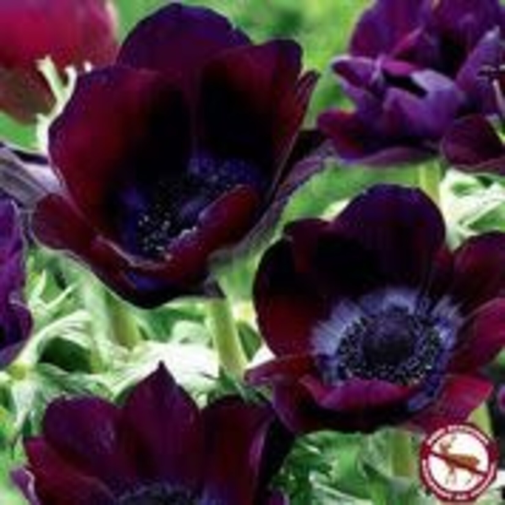 Van Noort Anemone - Bordeaux Tops 5/Pkg