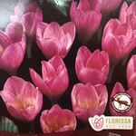 Van Noort Crocus - Fall Zonatus 10/Pkg