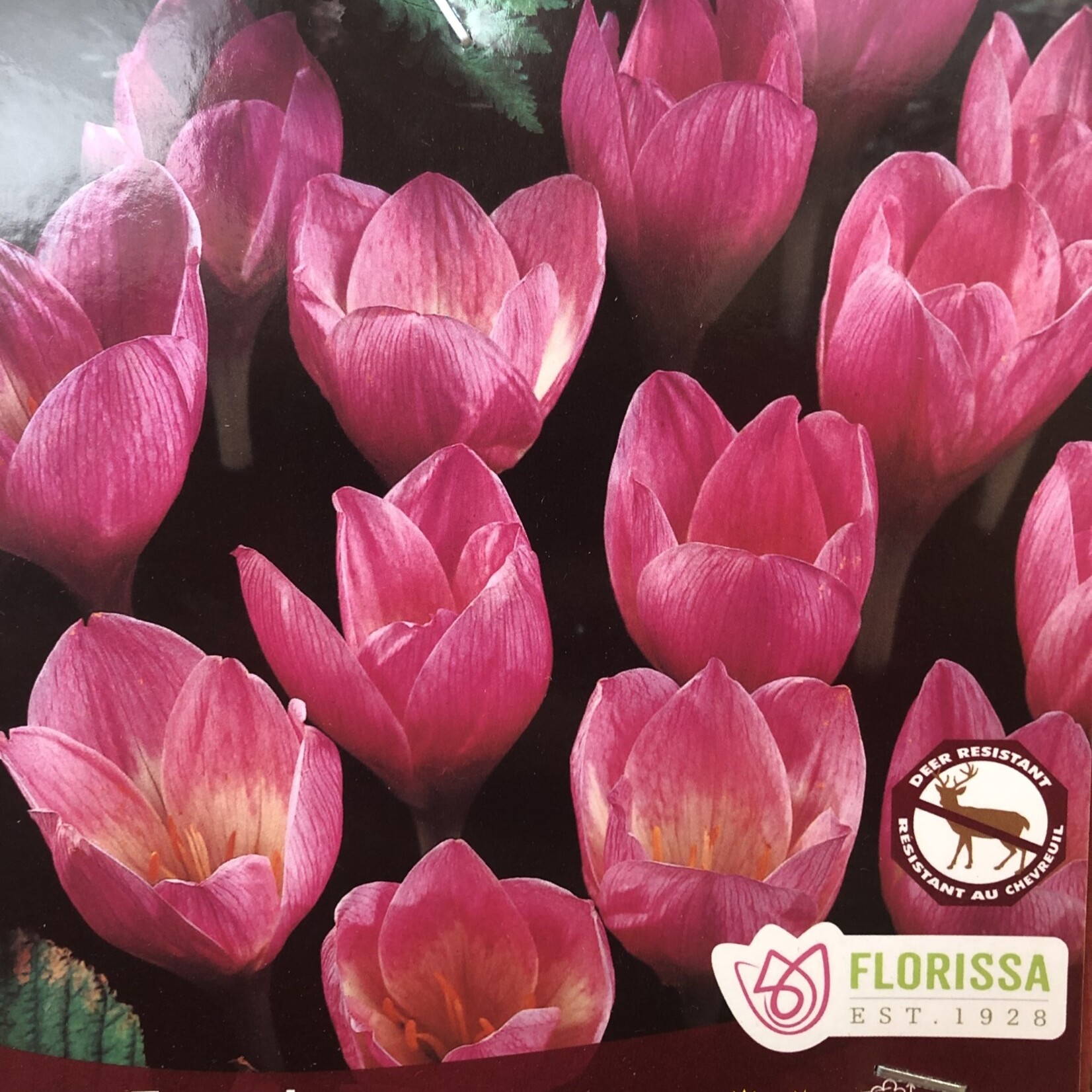 Van Noort Crocus - Fall Zonatus 10/Pkg