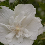 Rose of Sharon 'White Chiffon'  3GAL
