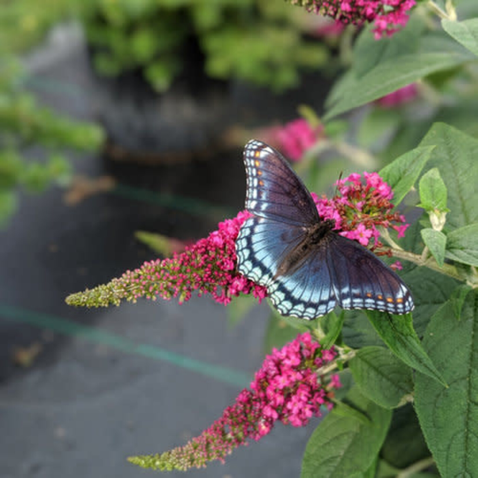 Proven Winners Butterfly Bush Lo & Behold Ruby Chip 2G
