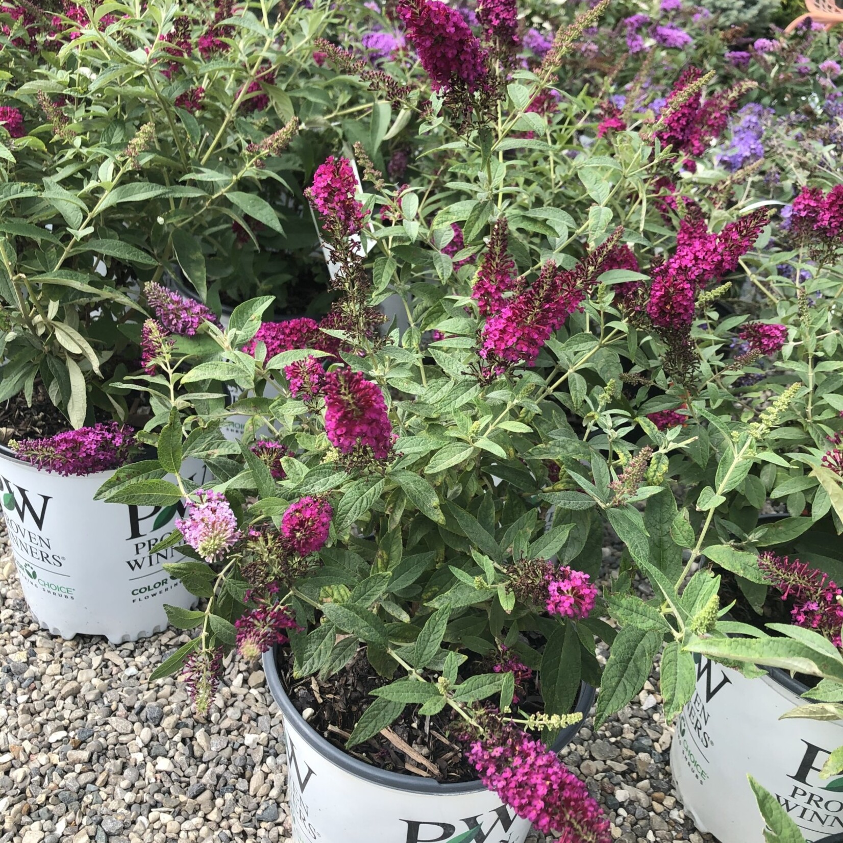 Butterfly Bush Miss Molly 2G