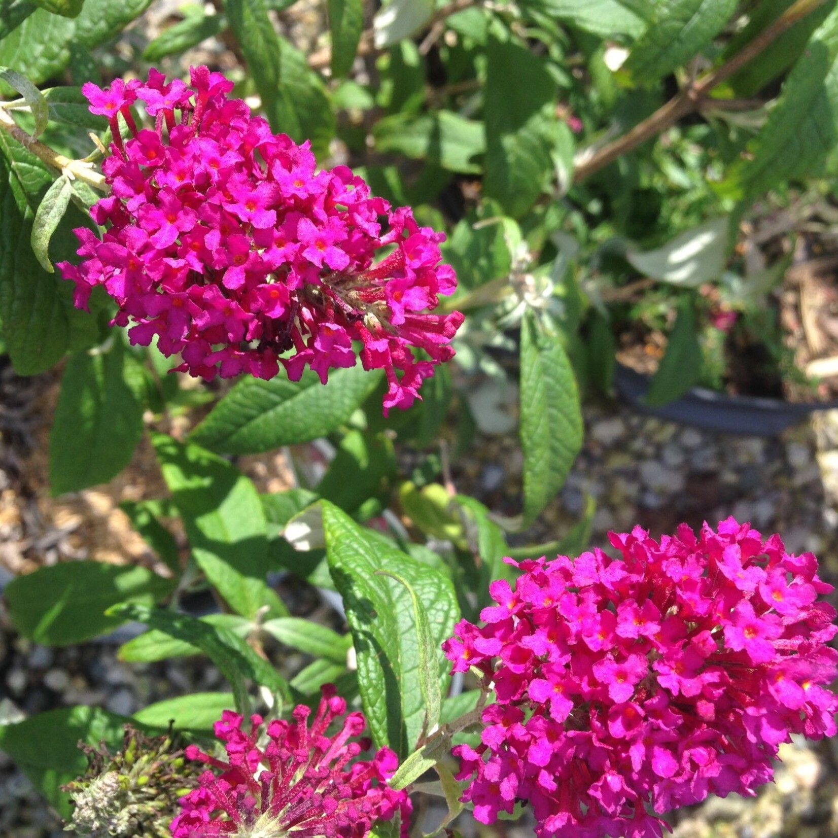 Butterfly Bush Miss Molly 2G