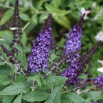 Butterfly Bush Pugster Blue 2G