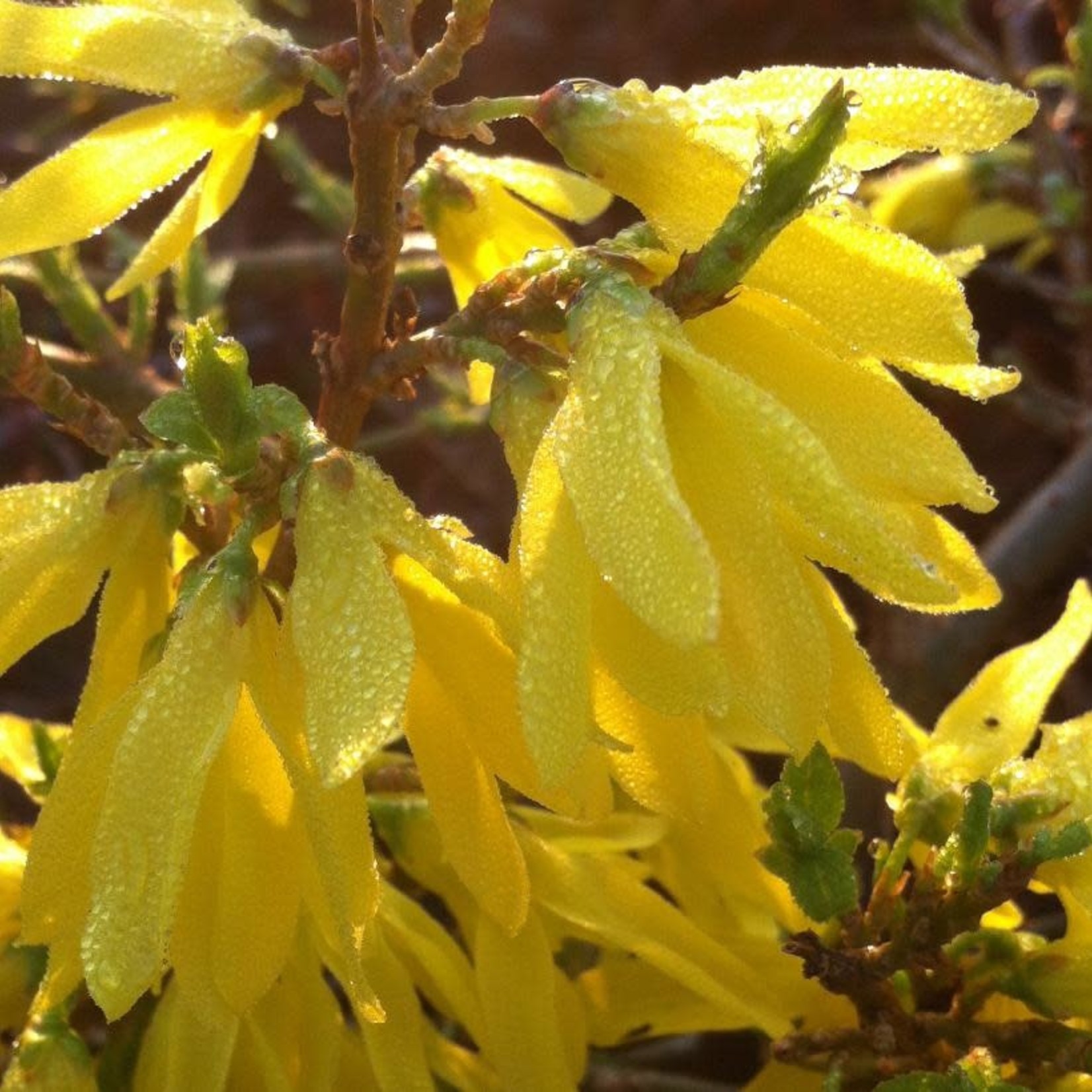 FORSYTHIA GOLD TIDE 3GAL