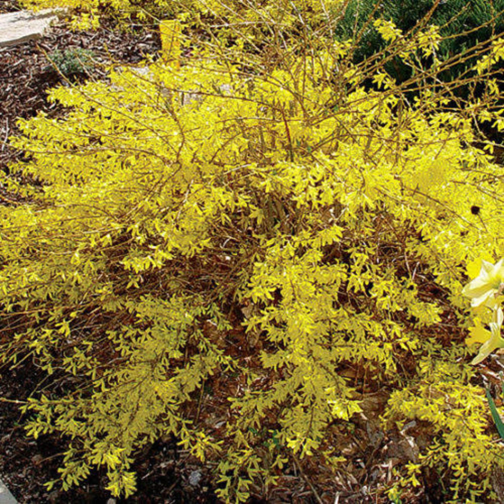 FORSYTHIA GOLD TIDE 3GAL