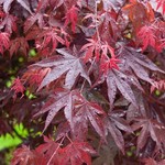 Japanese Maple Bloodgood 125cm / 5G