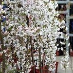 Weeping Cherry  'Snow Fountain' 10G