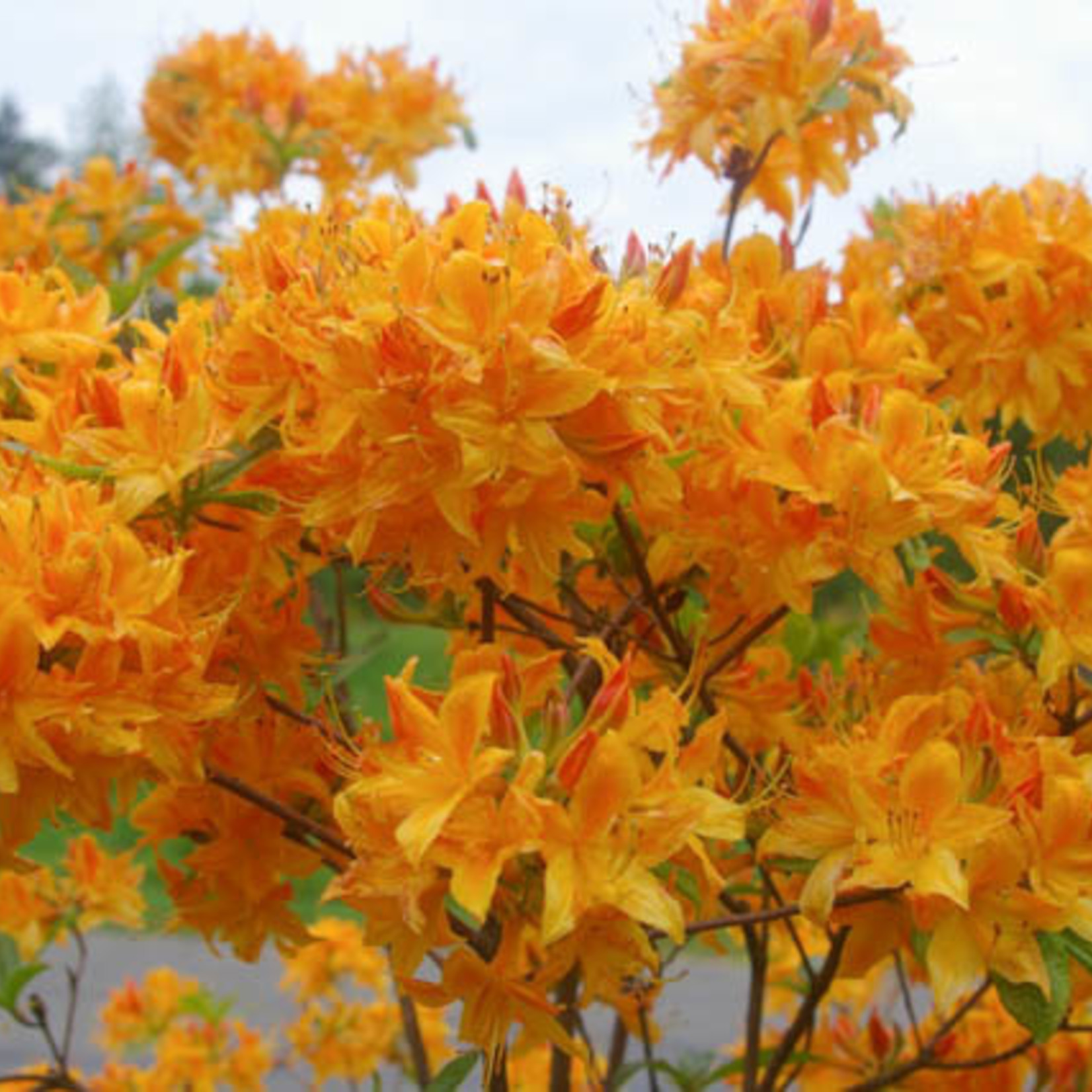 Azalea Golden Lights 2G