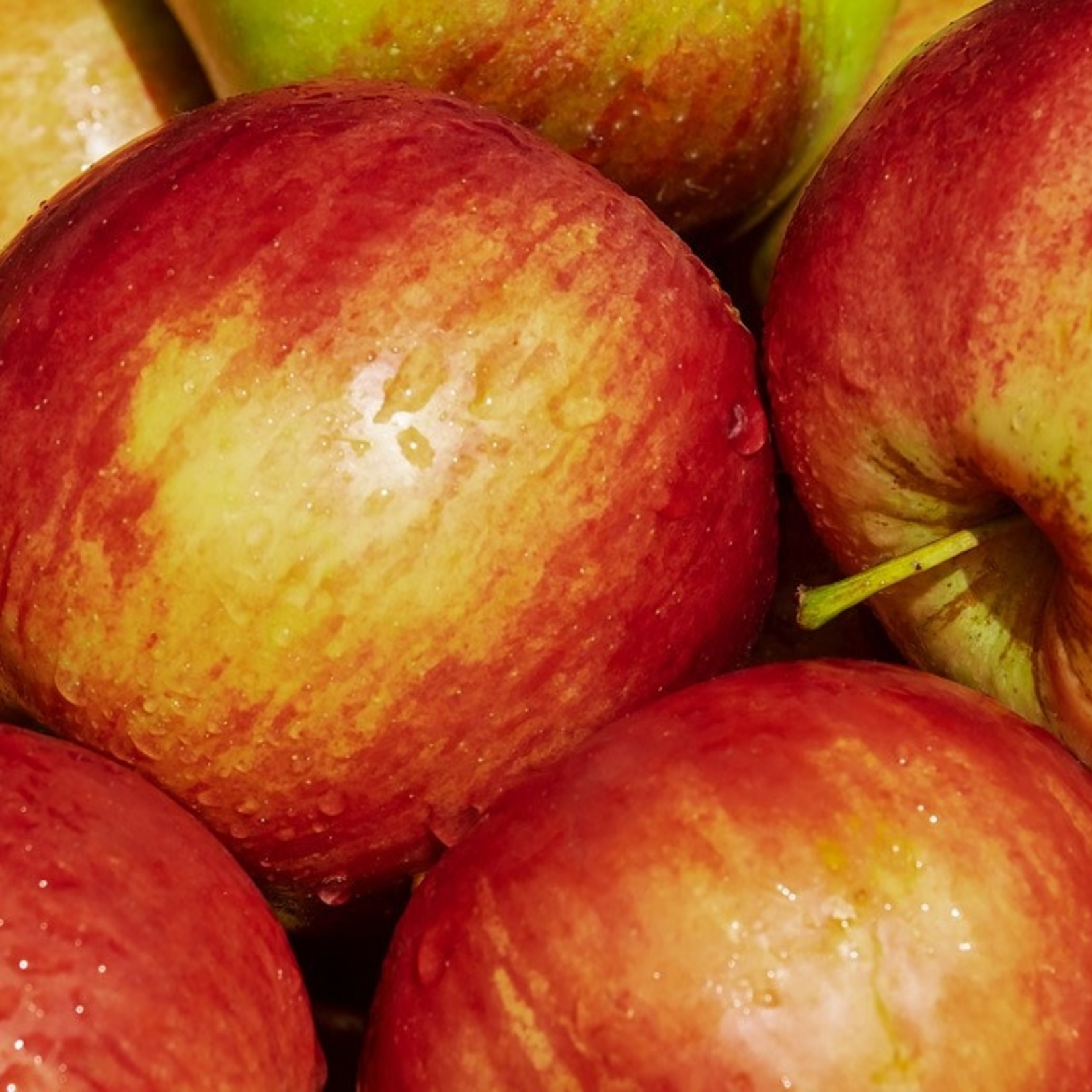 Apple -Gala 7G