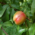 Nectarine  Hardy Red    7G