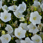 Bellflower Rapido White 1 Gal