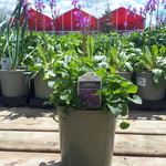 Bellflower Rapido Blue 1 Gal