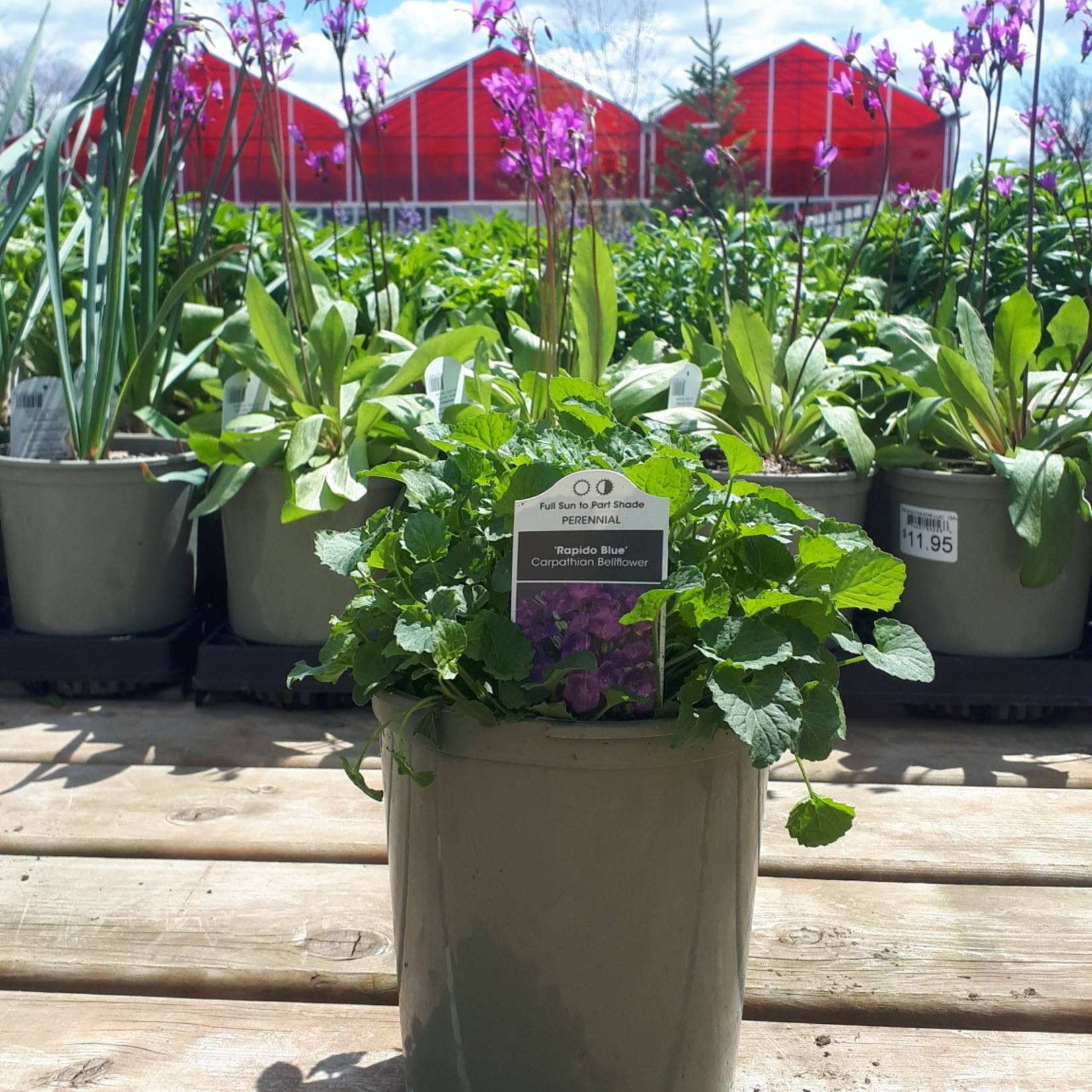 Bellflower Rapido Blue 1 Gal
