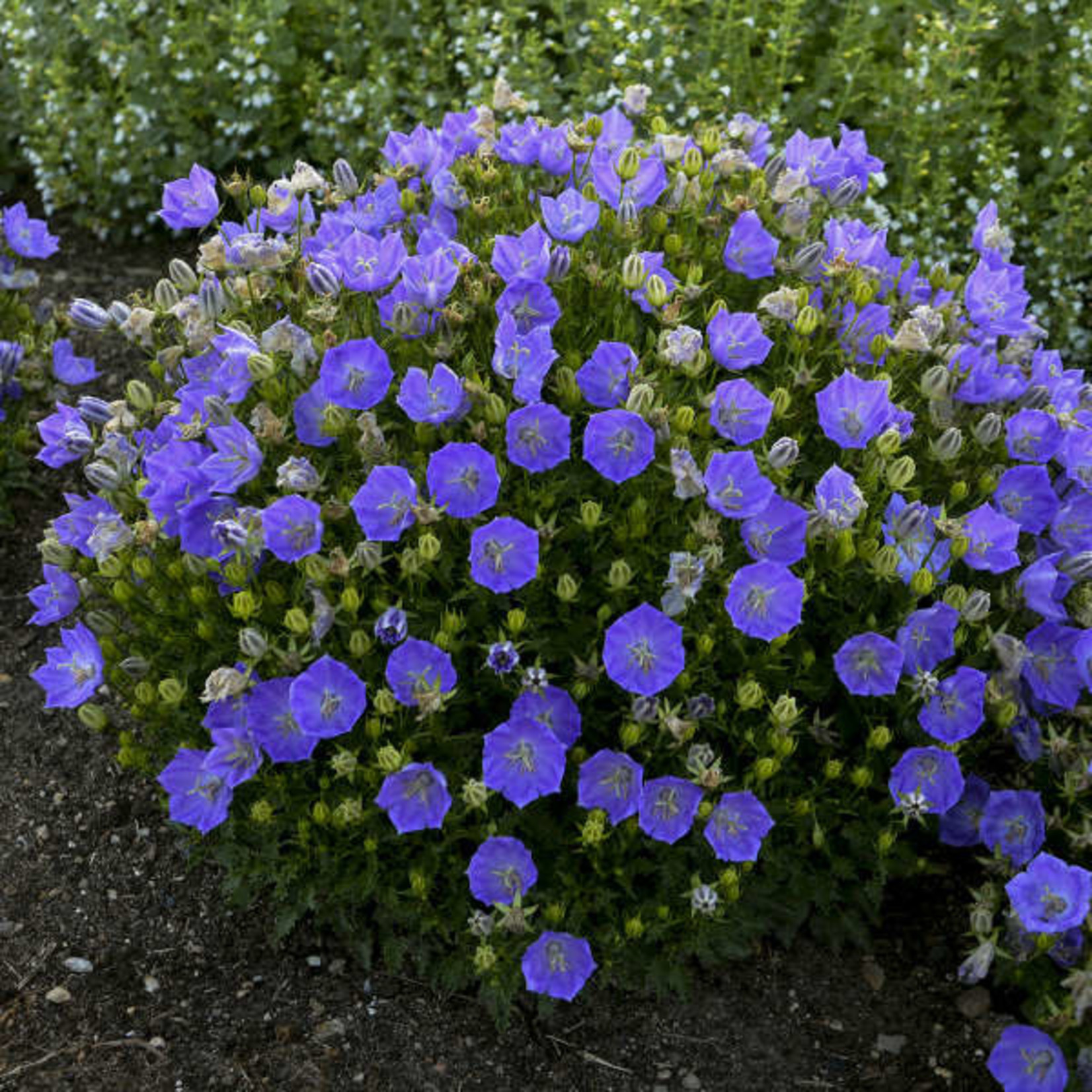 Bellflower Rapido Blue 1 Gal