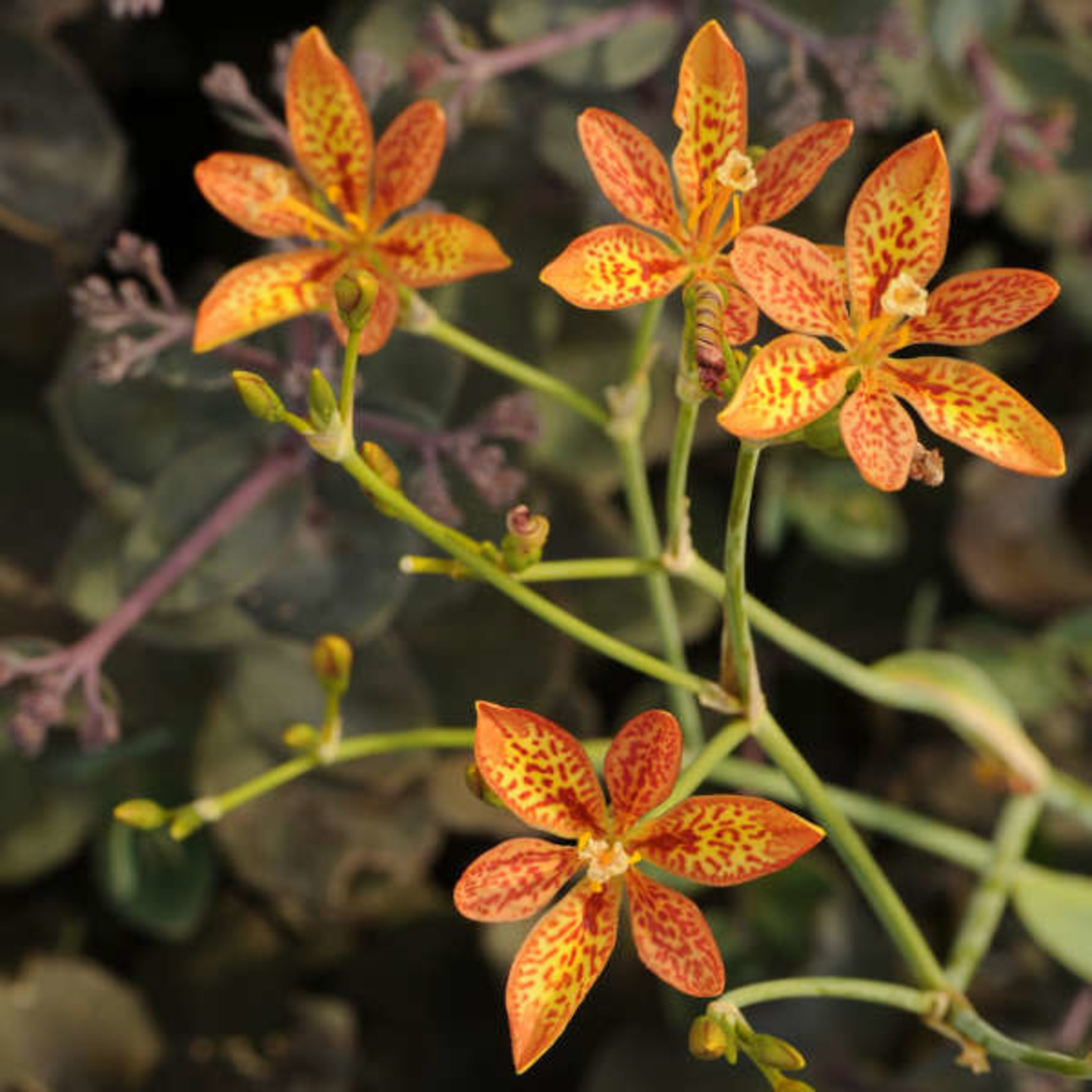 Blackberry Lily 1Gal