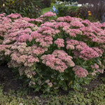 SEDUM SPE. 'AUTUMN JOY'/Autumn Joy Upright Sedum 1G