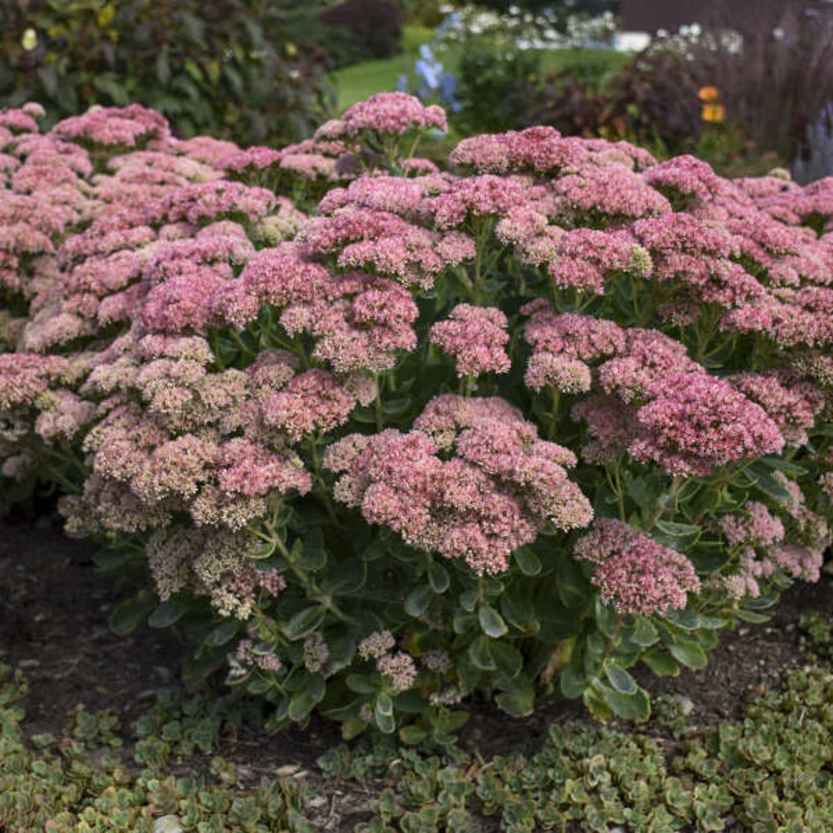 SEDUM SPE. 'AUTUMN JOY'/Autumn Joy Upright Sedum 1G