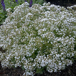 Baby's Breath Festival Star 8" pot