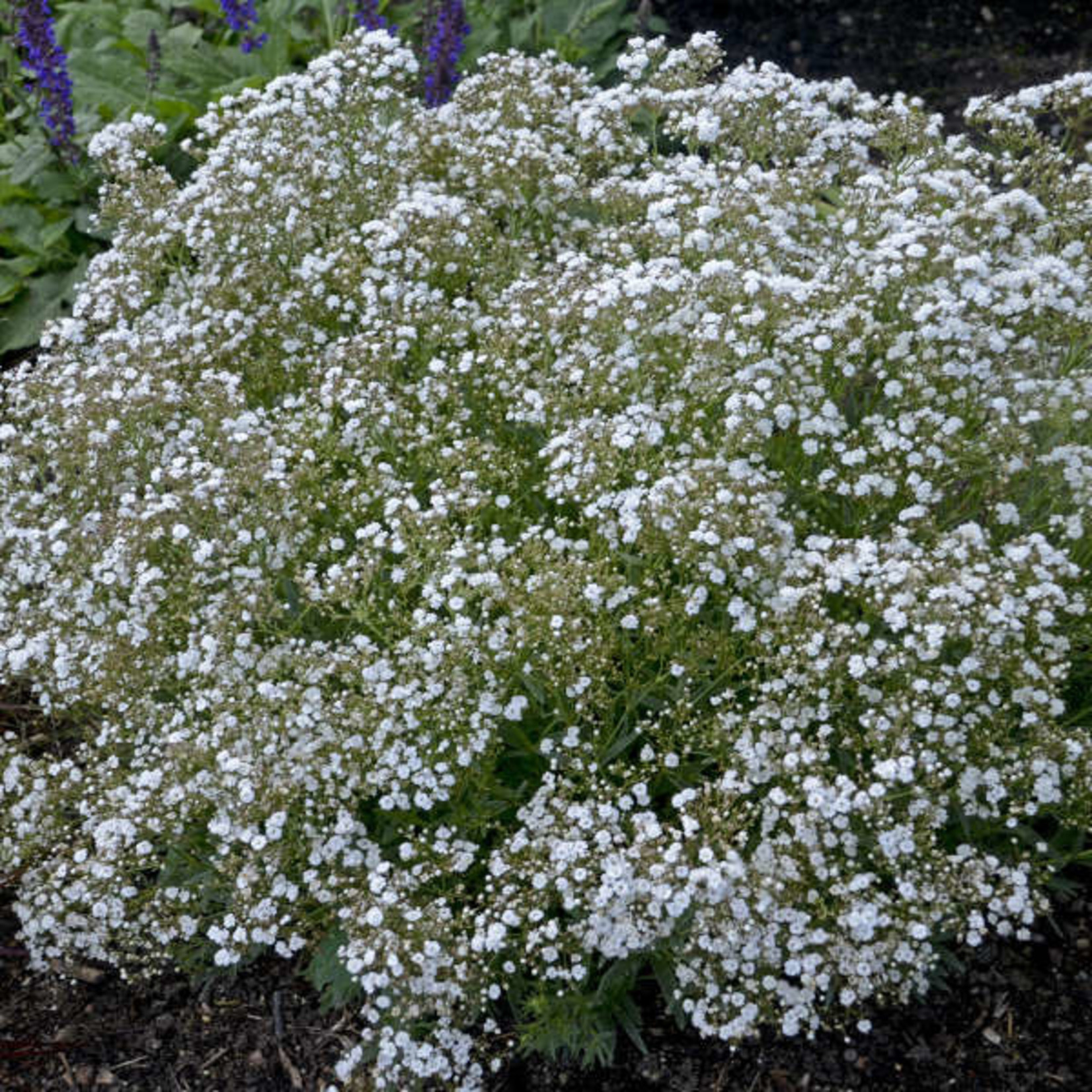 Baby's Breath Festival Star 1Gal