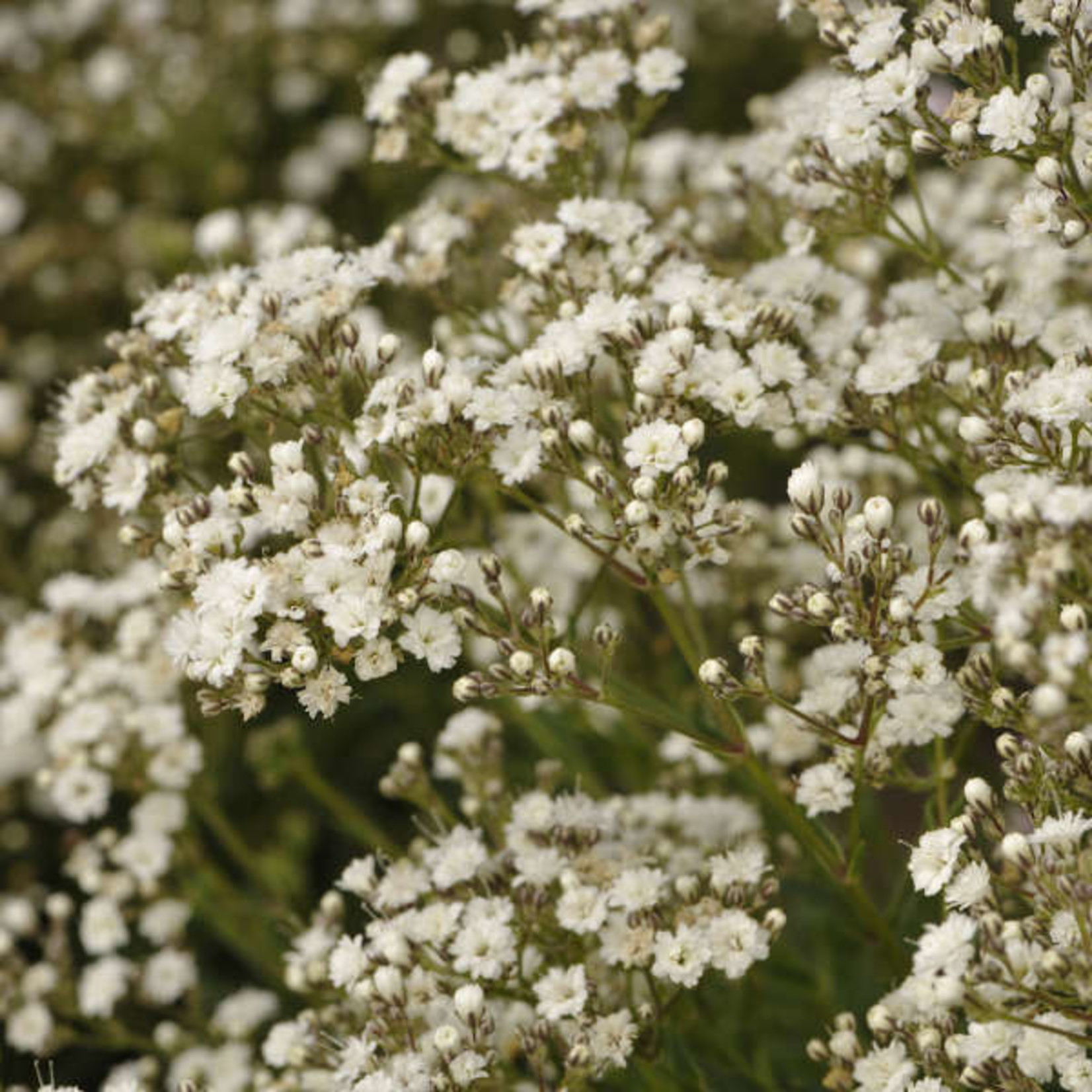 Baby's Breath Festival Star 8" pot