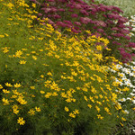 Coreopsis  Zagreb 1G