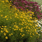Coreopsis  Zagreb 1Gal.