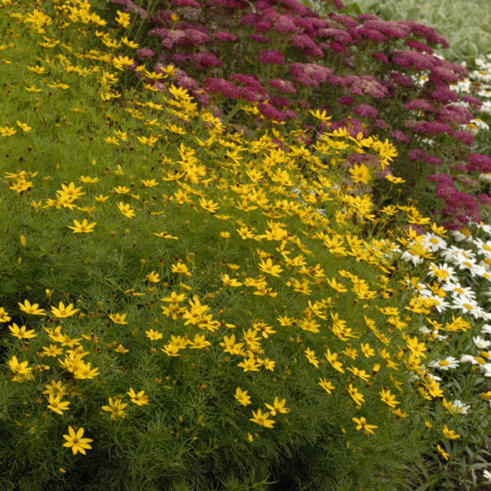 Coreopsis  Zagreb 1Gal.